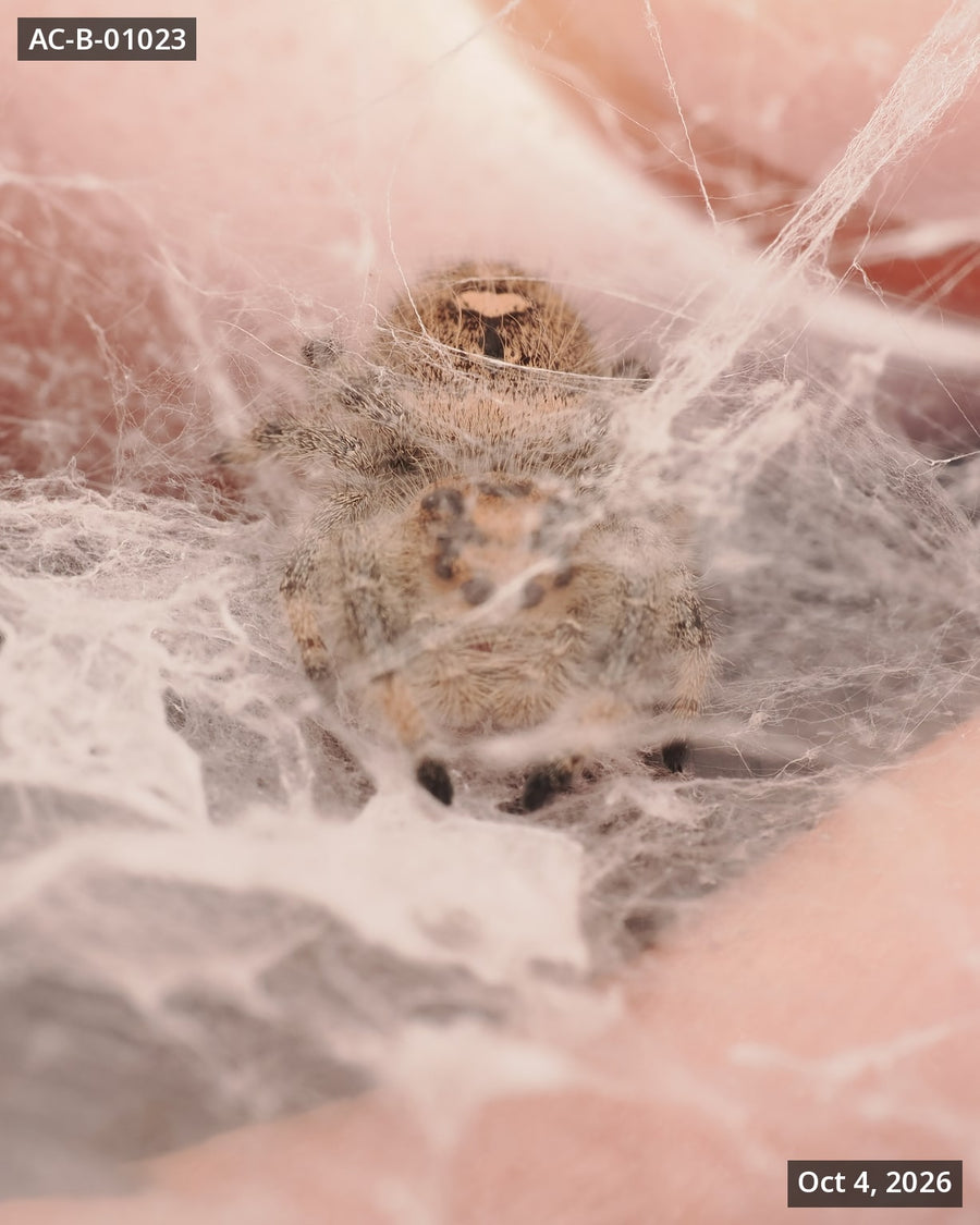 Royal (Phidippus regius) AC-B-01023 - Arthropods Canada