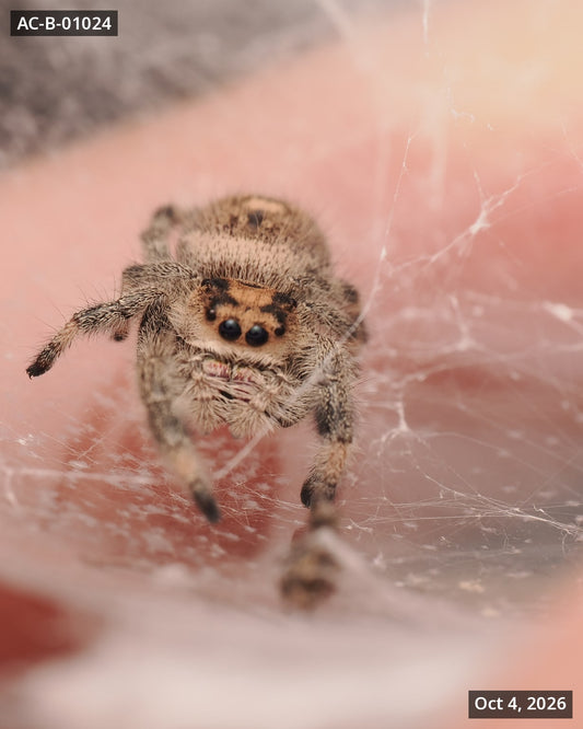 Royal (Phidippus regius) AC-B-01024 - Arthropods Canada