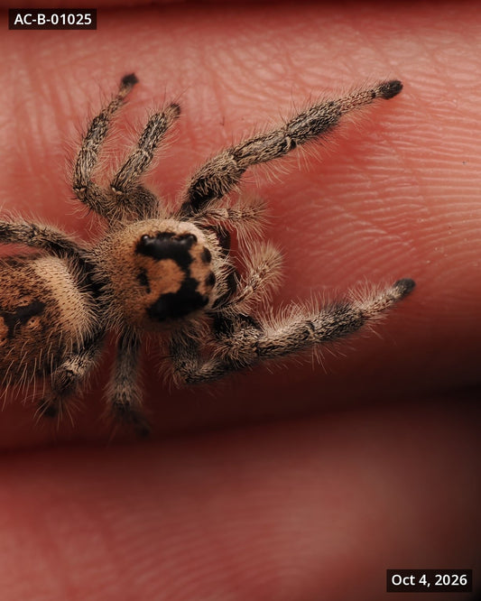 Royal (Phidippus regius) AC-B-01025 - Arthropods Canada