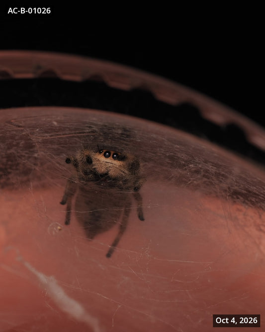 Royal (Phidippus regius) AC-B-01026 - Arthropods Canada
