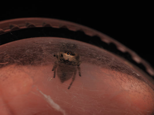 Royal (Phidippus regius) AC-B-01026 - Arthropods Canada