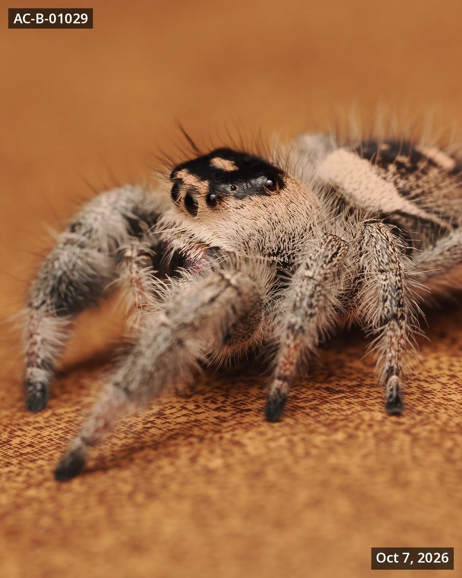 Royal (Phidippus regius) AC-B-01029 - Arthropods Canada