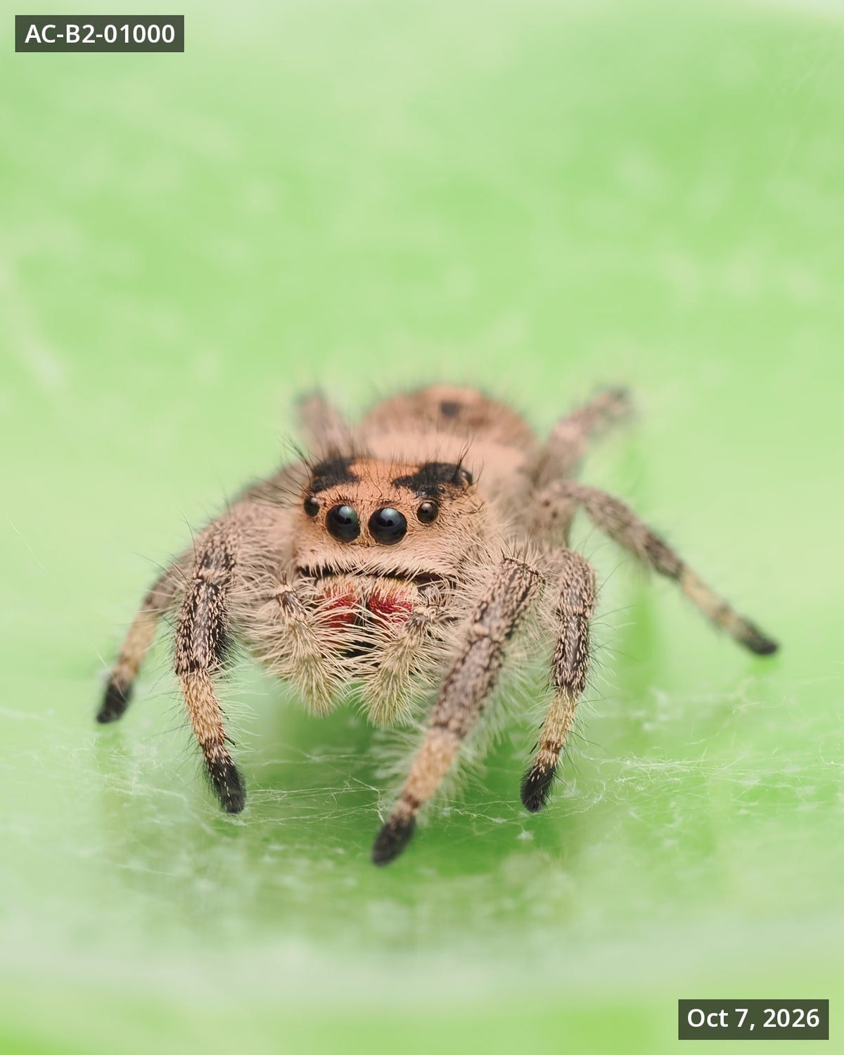 Royal (Phidippus regius) AC-B2-01000 - Arthropods Canada