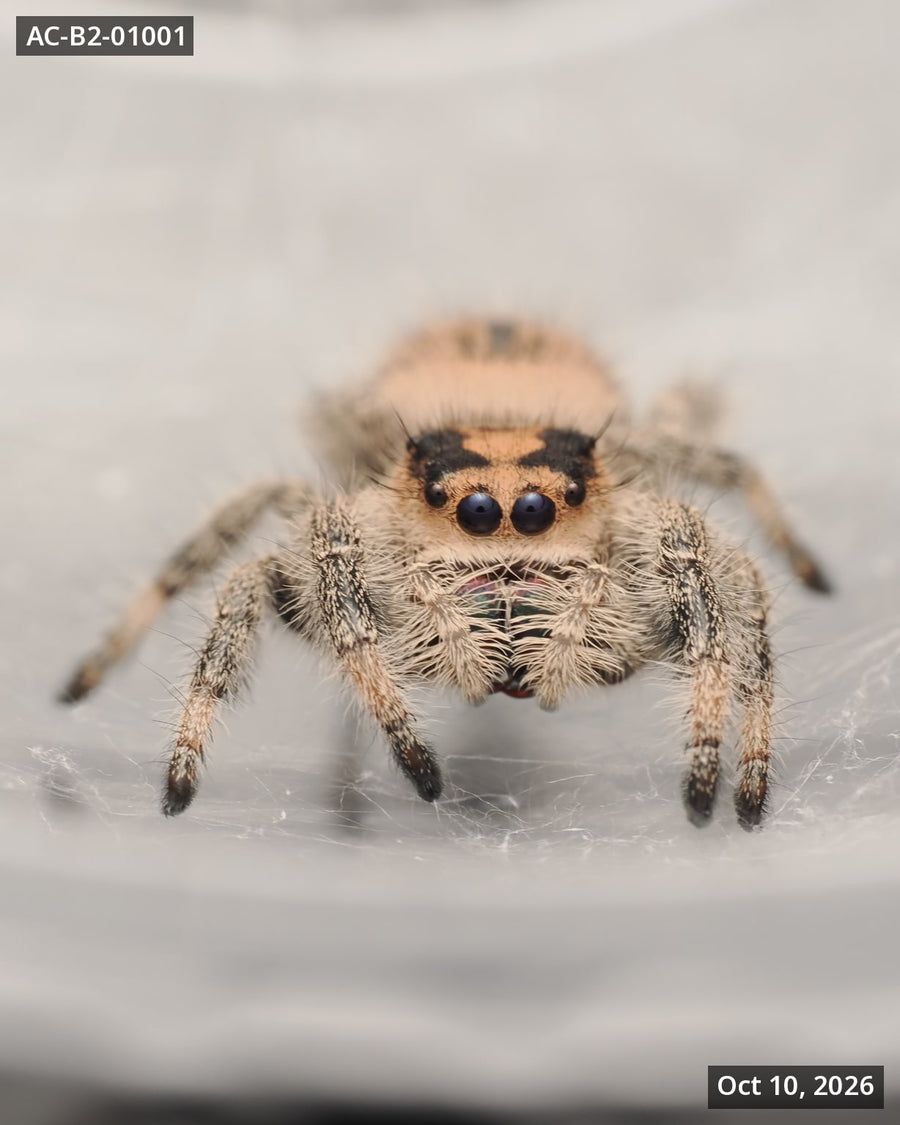 Royal (Phidippus regius) AC-B2-01001 - Arthropods Canada
