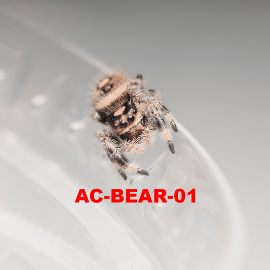 Royal (Phidippus regius) AC-BEAR-01 - Arthropods Canada