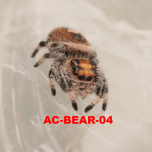 Royal (Phidippus regius) AC-BEAR-04 - Arthropods Canada