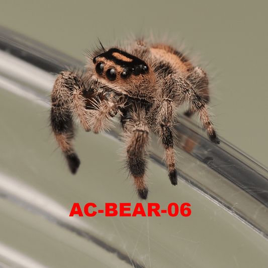 Royal (Phidippus regius) AC-BEAR-06 - Arthropods Canada