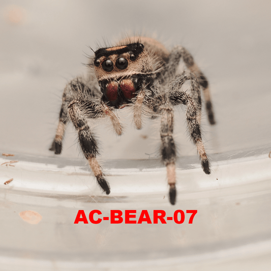 Royal (Phidippus regius) AC-BEAR-07 - Arthropods Canada
