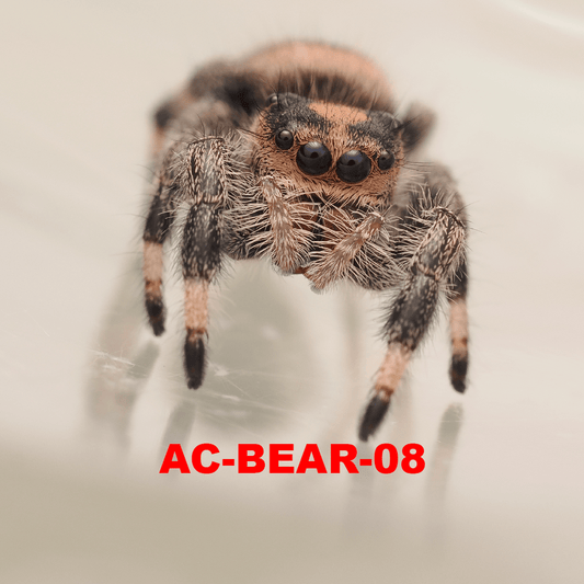 Royal (Phidippus regius) AC-BEAR-08 - Arthropods Canada