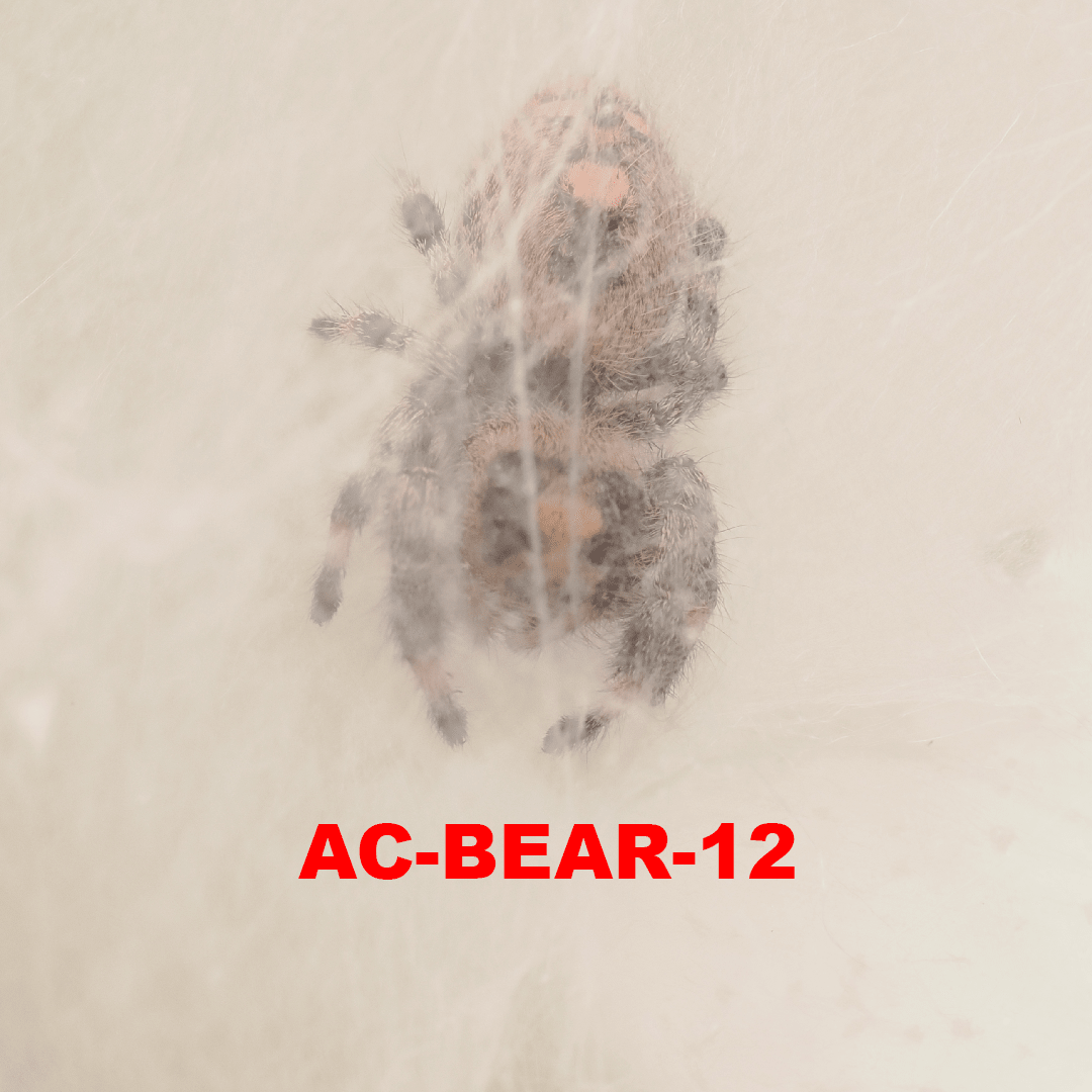 Royal (Phidippus regius) AC-BEAR-12 - Arthropods Canada