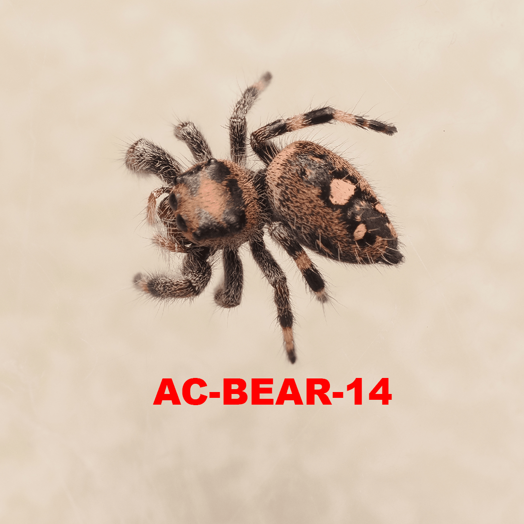 Royal (Phidippus regius) AC-BEAR-14 - Arthropods Canada
