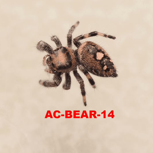 Royal (Phidippus regius) AC-BEAR-14 - Arthropods Canada