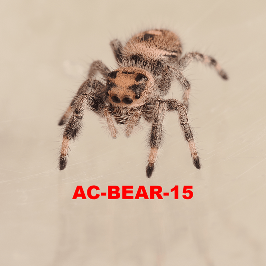 Royal (Phidippus regius) AC-BEAR-15 - Arthropods Canada