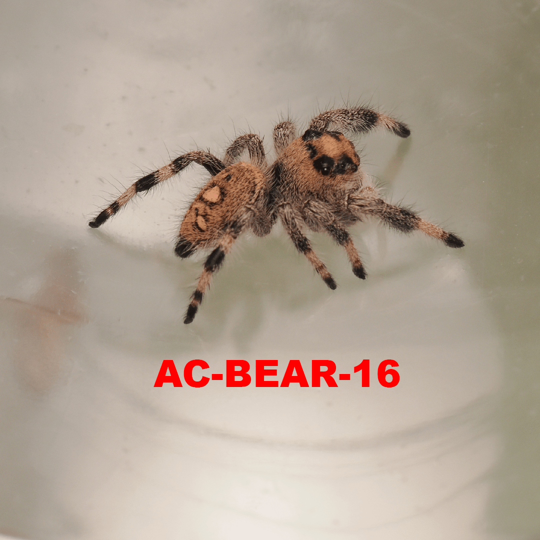 Royal (Phidippus regius) AC-BEAR-16 - Arthropods Canada