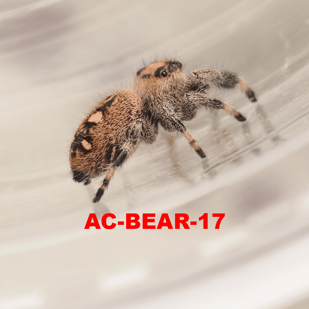Royal (Phidippus regius) AC-BEAR-17 - Arthropods Canada