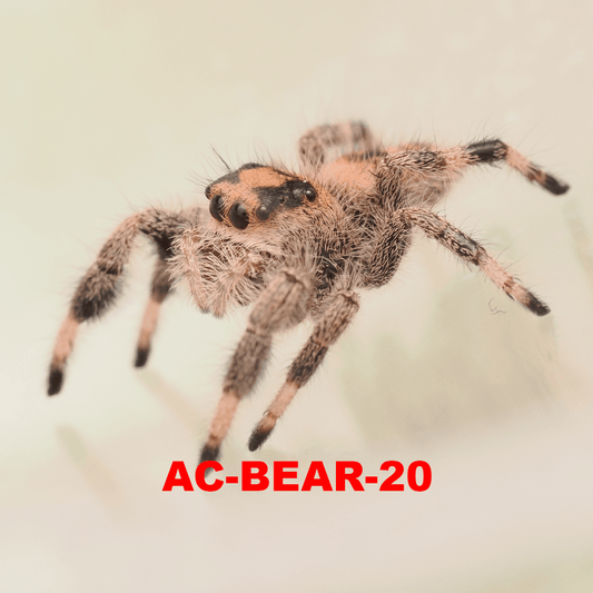 Royal (Phidippus regius) AC-BEAR-20 - Arthropods Canada