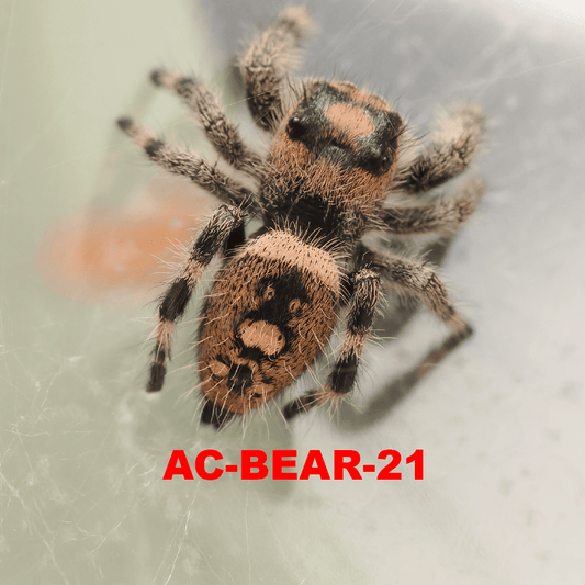 Royal (Phidippus regius) AC-BEAR-21 - Arthropods Canada