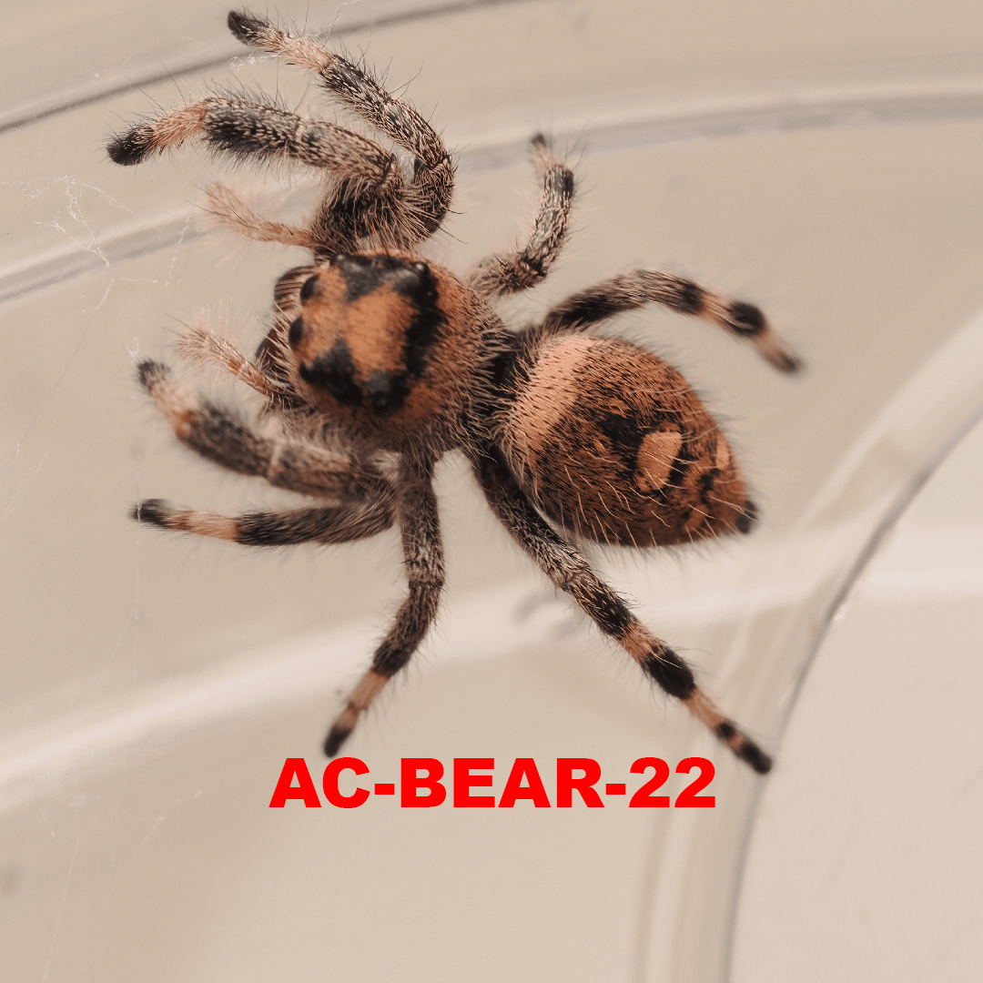 Royal (Phidippus regius) AC-BEAR-22 - Arthropods Canada