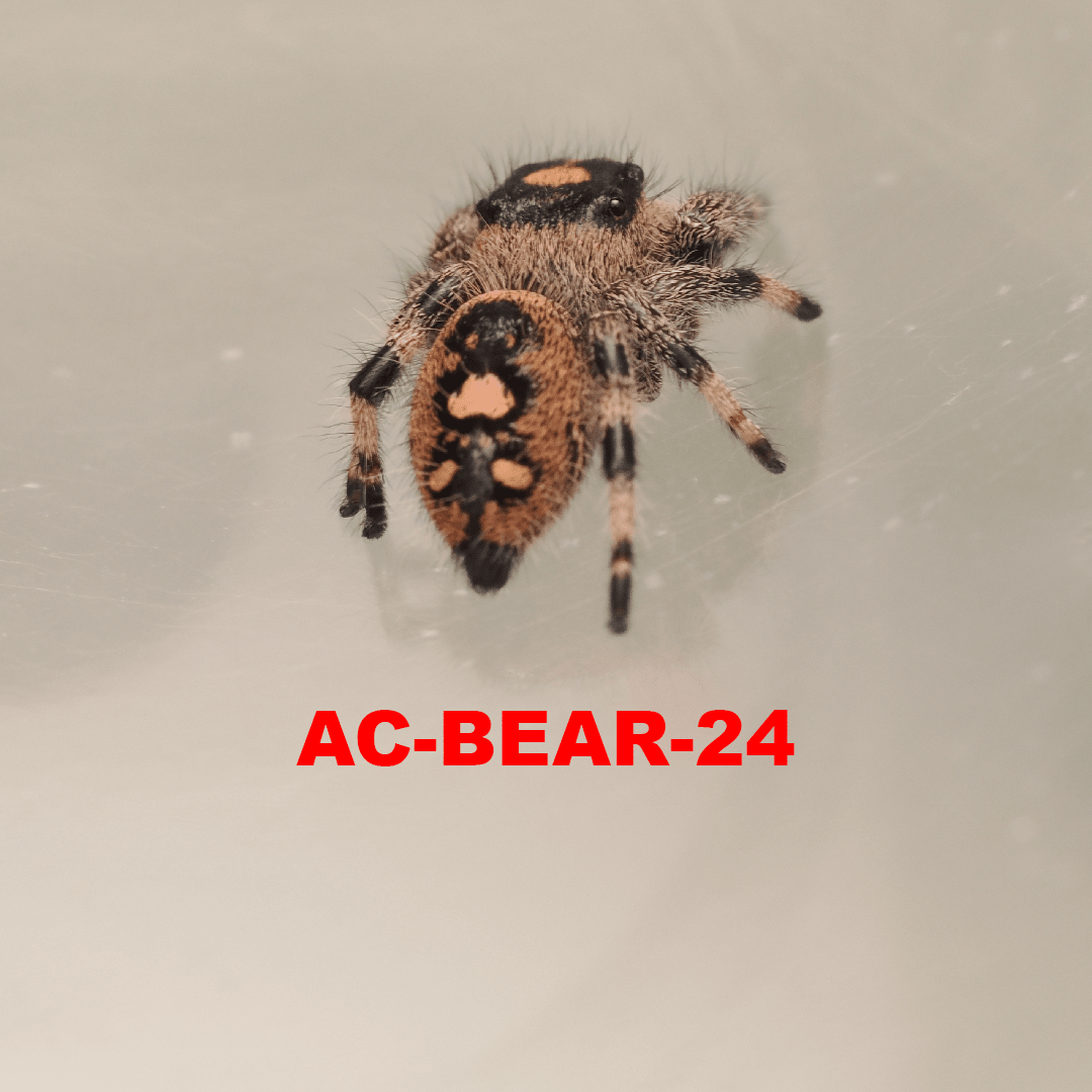 Royal (Phidippus regius) AC-BEAR-24 - Arthropods Canada