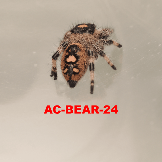 Royal (Phidippus regius) AC-BEAR-24 - Arthropods Canada