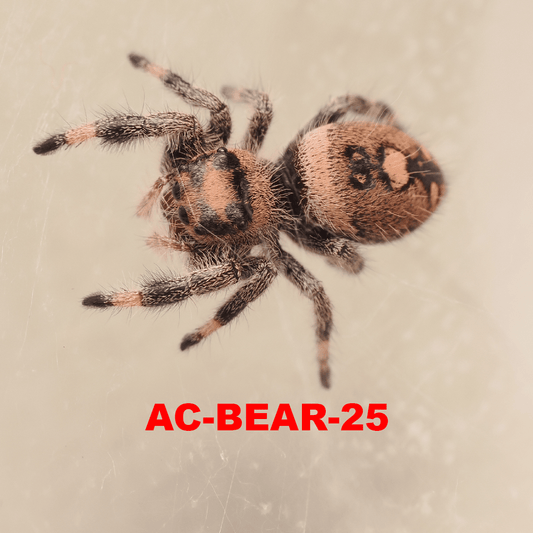 Royal (Phidippus regius) AC-BEAR-25 - Arthropods Canada