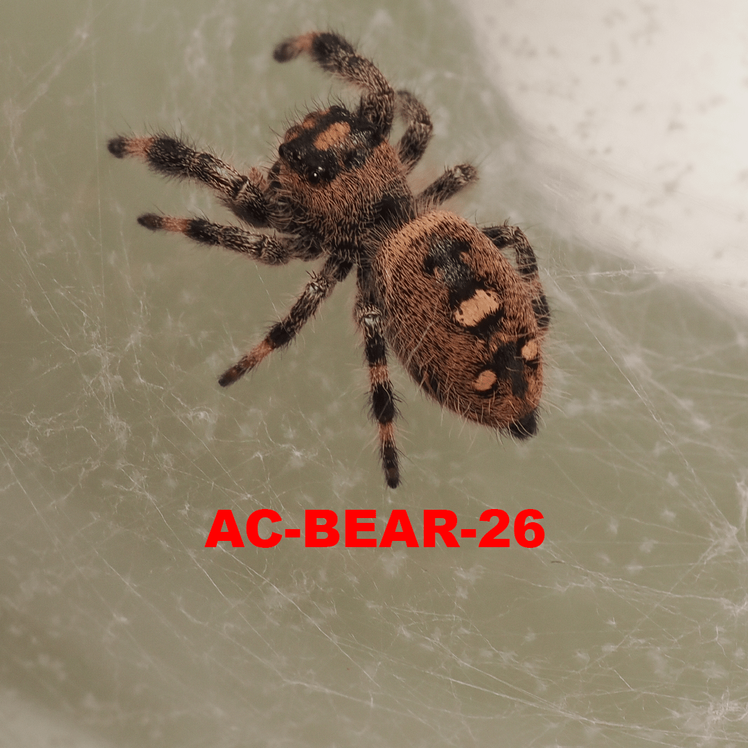 Royal (Phidippus regius) AC-BEAR-26 - Arthropods Canada