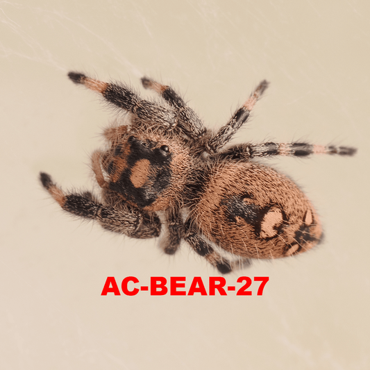 Royal (Phidippus regius) AC-BEAR-27 - Arthropods Canada