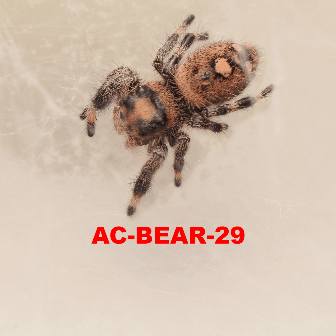 Royal (Phidippus regius) AC-BEAR-29 - Arthropods Canada