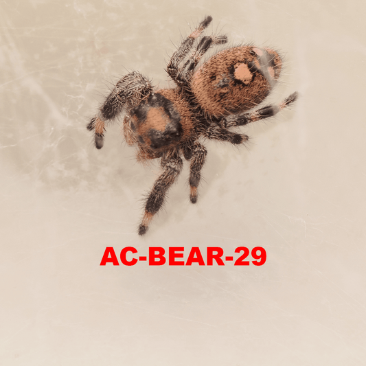 Royal (Phidippus regius) AC-BEAR-29 - Arthropods Canada