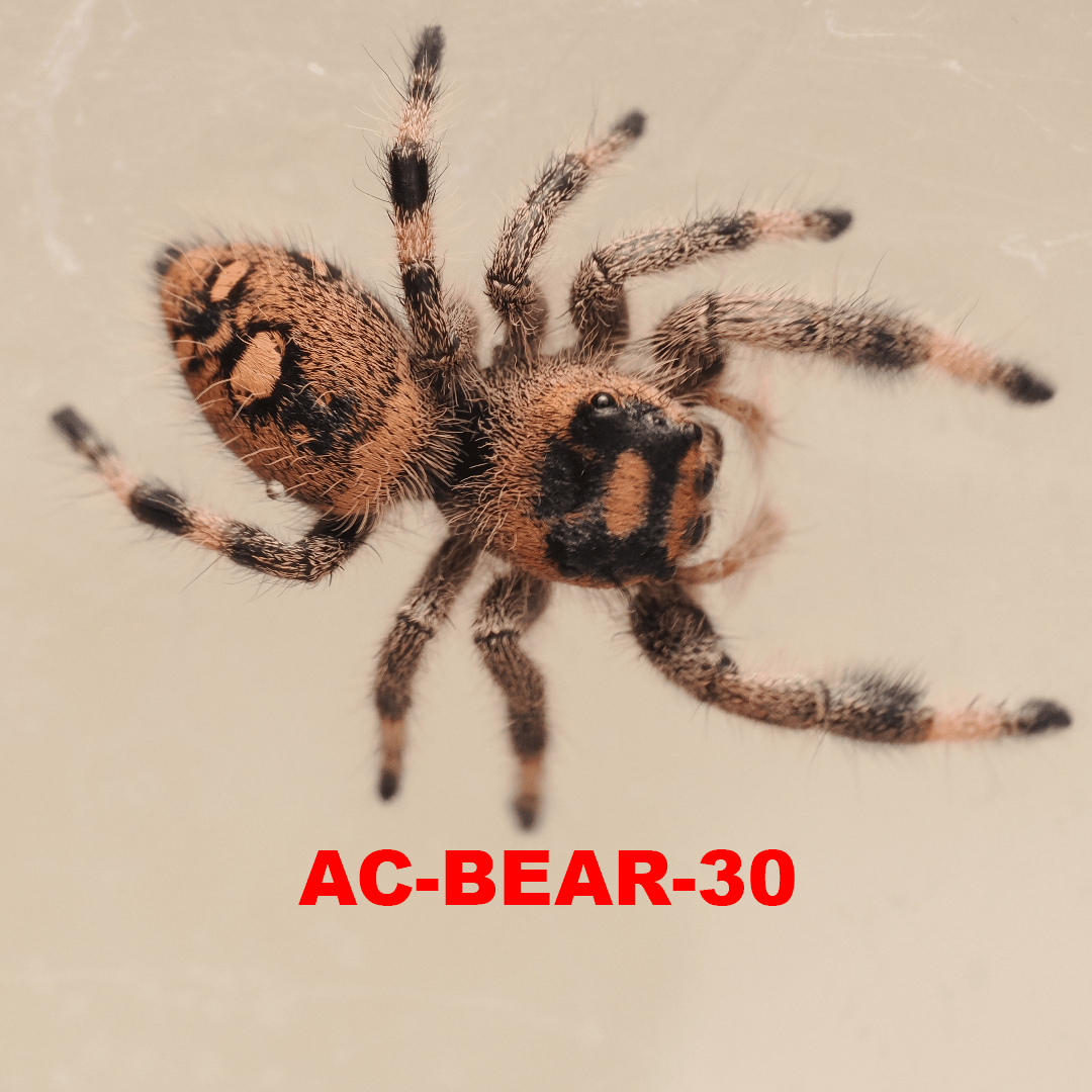 Royal (Phidippus regius) AC-BEAR-30 - Arthropods Canada