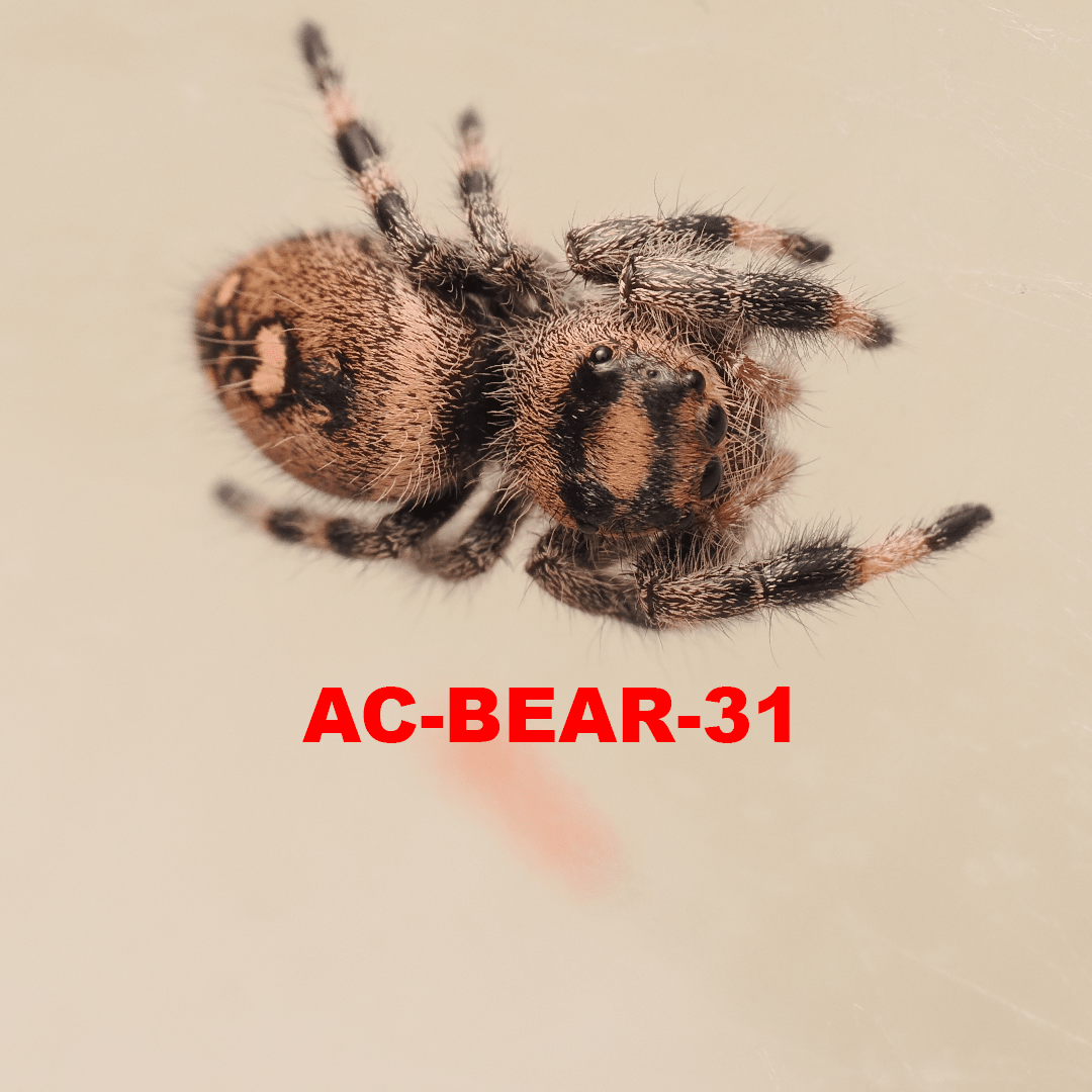 Royal (Phidippus regius) AC-BEAR-31 - Arthropods Canada