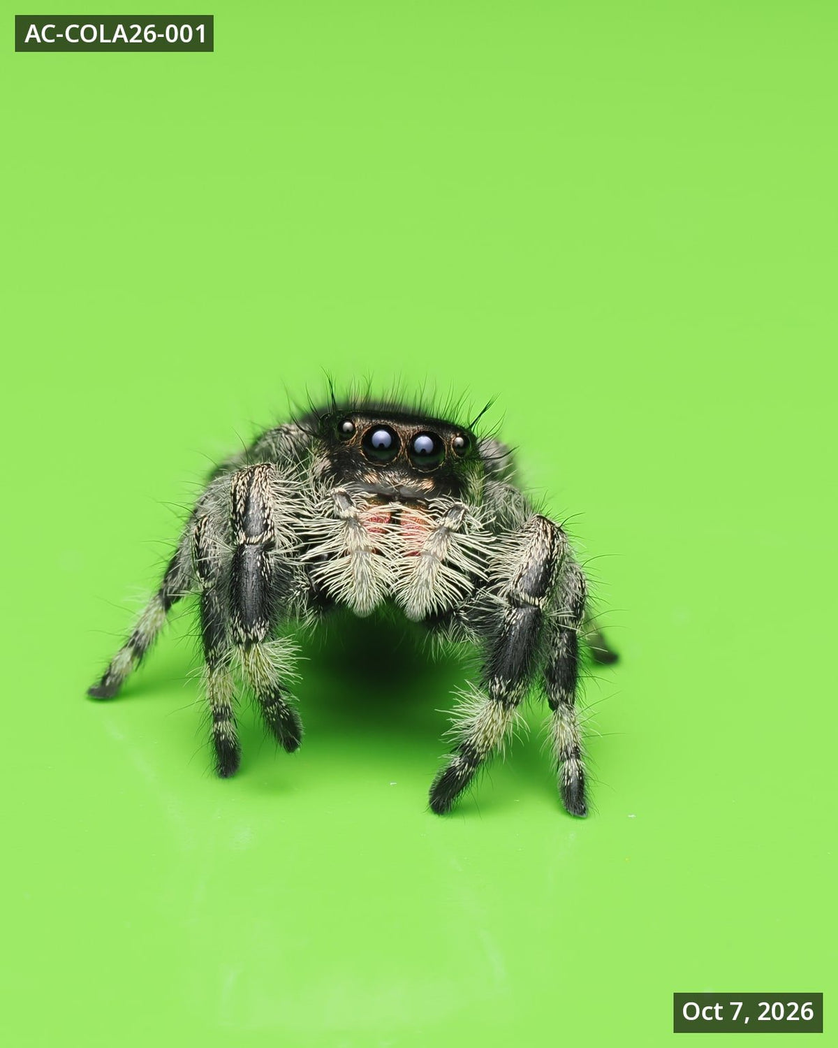 Royal (Phidippus regius) AC-COLA26-001 - Arthropods Canada