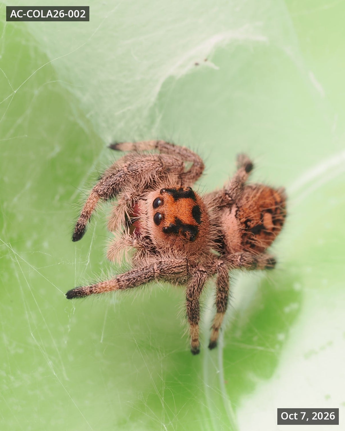 Royal (Phidippus regius) AC-COLA26-002 - Arthropods Canada