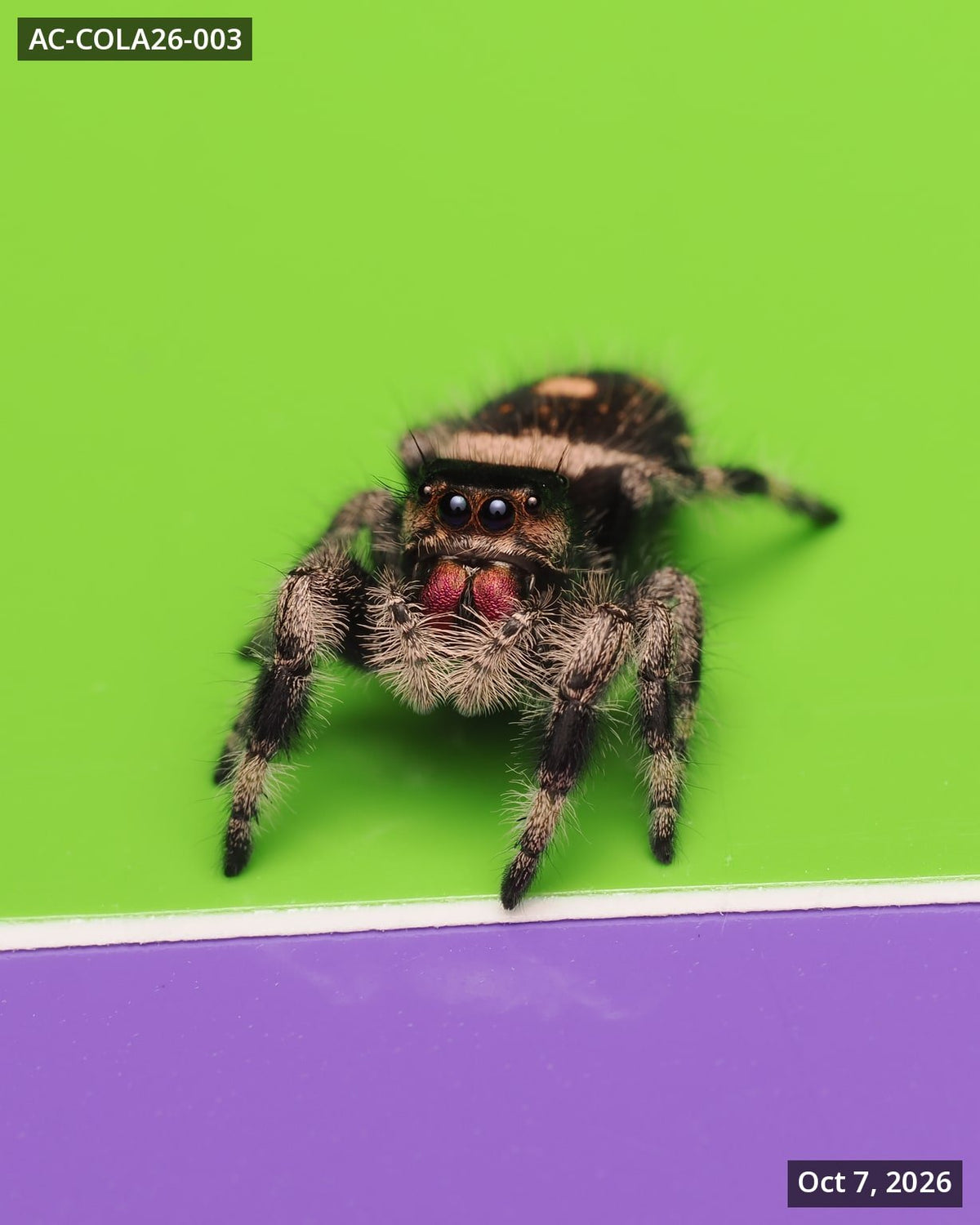 Royal (Phidippus regius) AC-COLA26-003 - Arthropods Canada