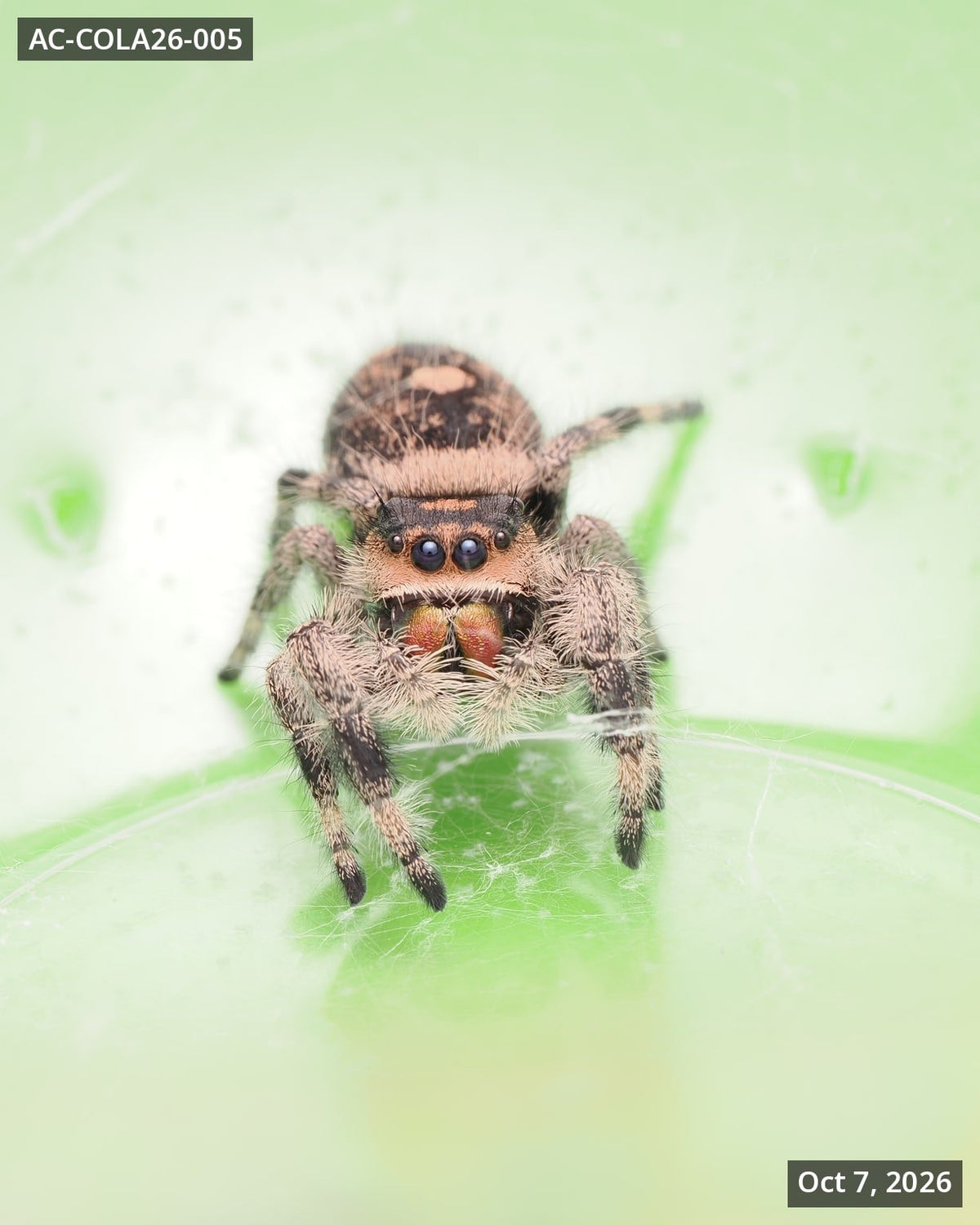 Royal (Phidippus regius) AC-COLA26-005 - Arthropods Canada