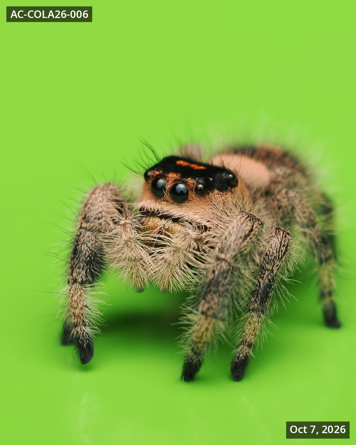 Royal (Phidippus regius) AC-COLA26-006 - Arthropods Canada