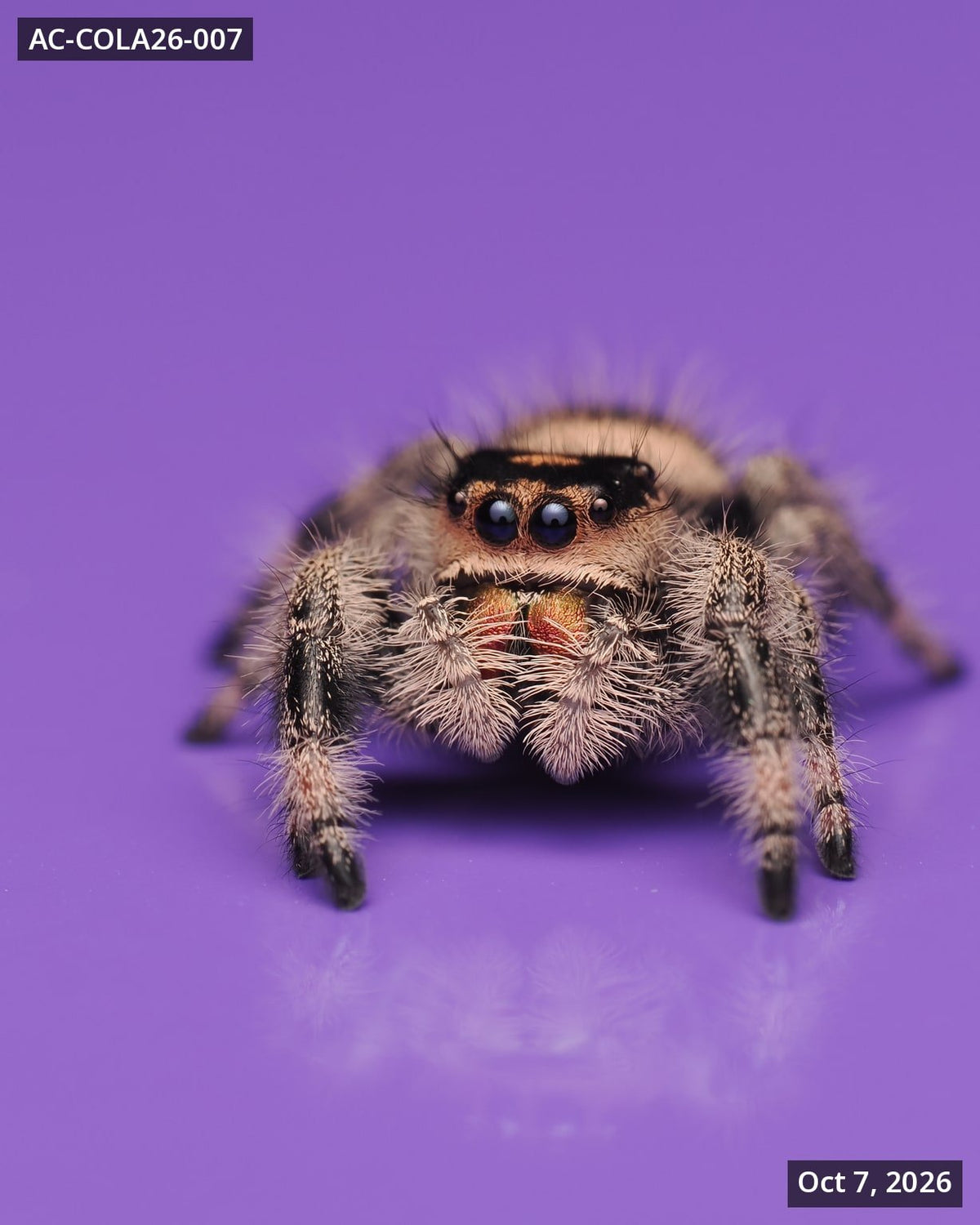 Royal (Phidippus regius) AC-COLA26-007 - Arthropods Canada