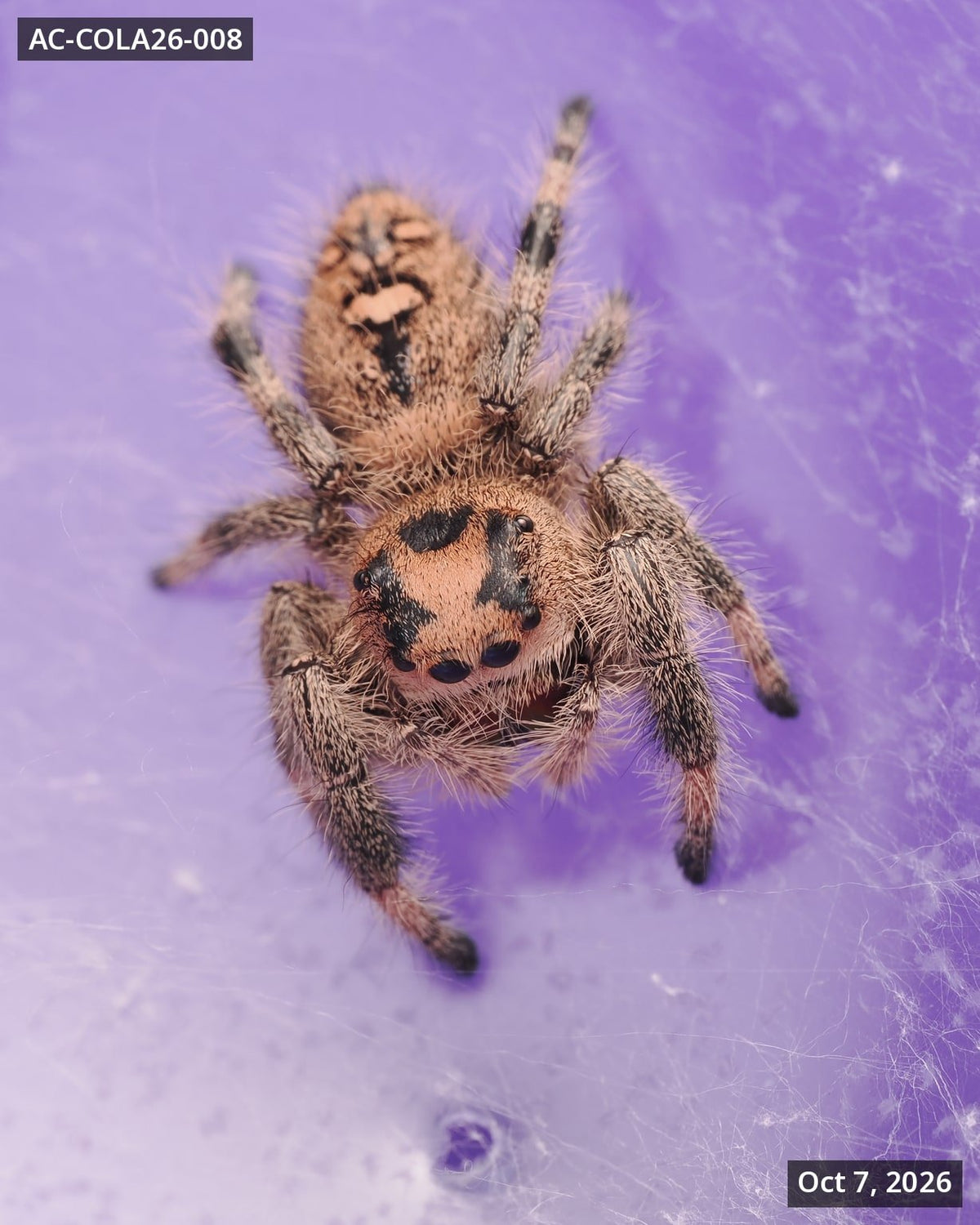Royal (Phidippus regius) AC-COLA26-008 - Arthropods Canada