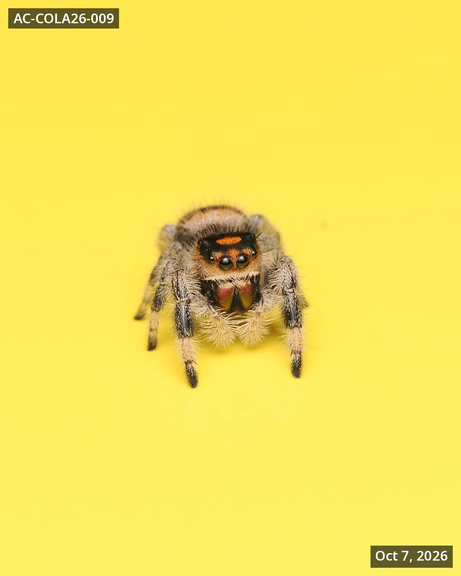 Royal (Phidippus regius) AC-COLA26-009 - Arthropods Canada