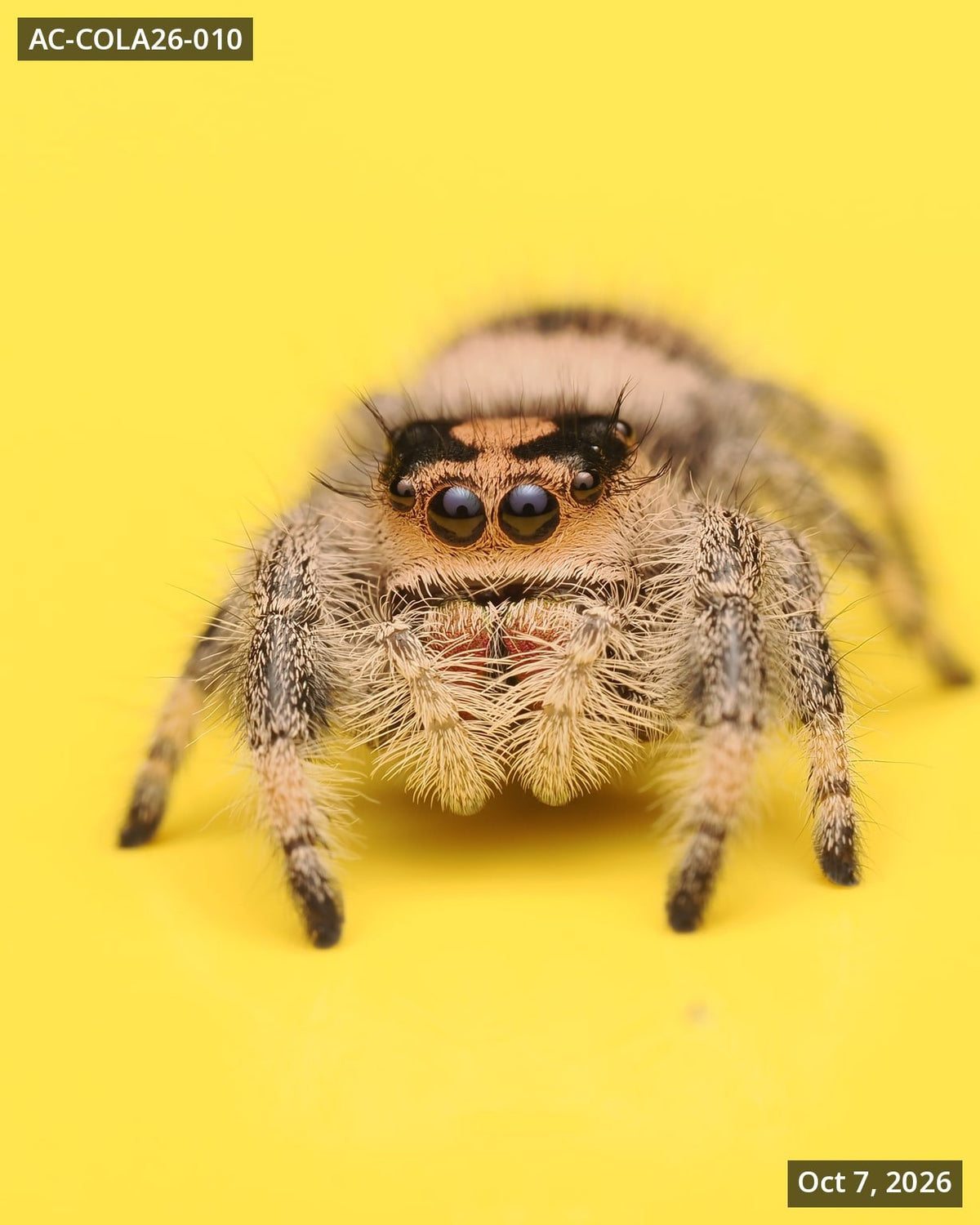 Royal (Phidippus regius) AC-COLA26-010 - Arthropods Canada