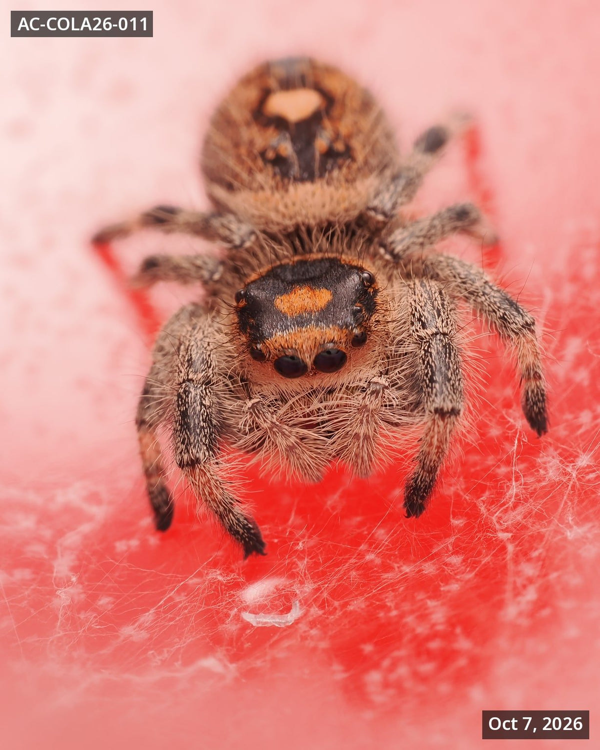 Royal (Phidippus regius) AC-COLA26-011 - Arthropods Canada