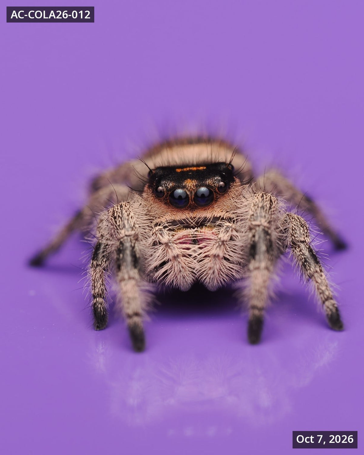 Royal (Phidippus regius) AC-COLA26-012 - Arthropods Canada