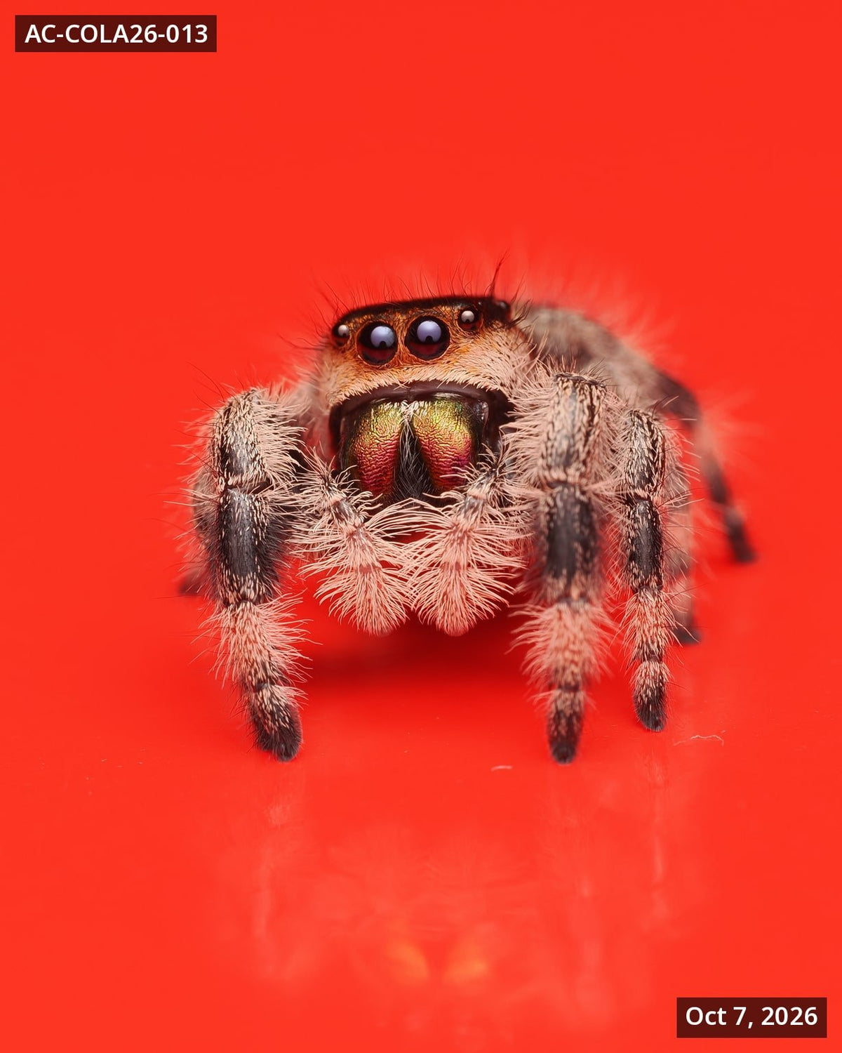 Royal (Phidippus regius) AC-COLA26-013 - Arthropods Canada