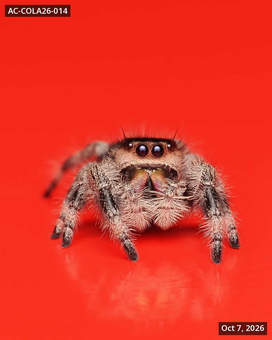 Royal (Phidippus regius) AC-COLA26-014 - Arthropods Canada