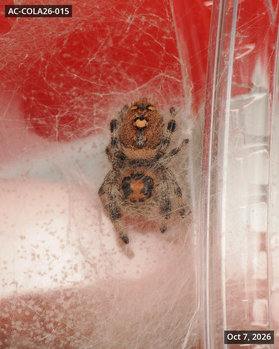 Royal (Phidippus regius) AC-COLA26-015 - Arthropods Canada