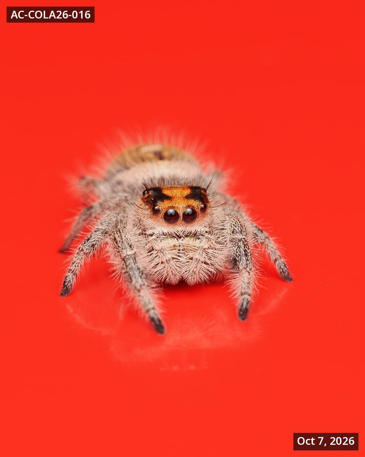 Royal (Phidippus regius) AC-COLA26-016 - Arthropods Canada