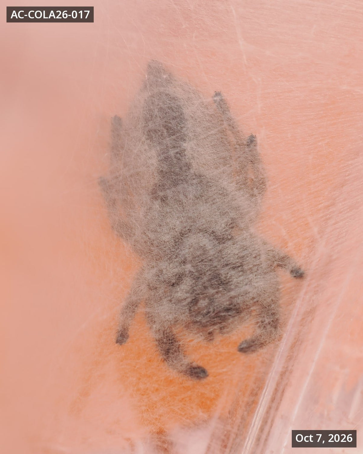 Royal (Phidippus regius) AC-COLA26-017 - Arthropods Canada