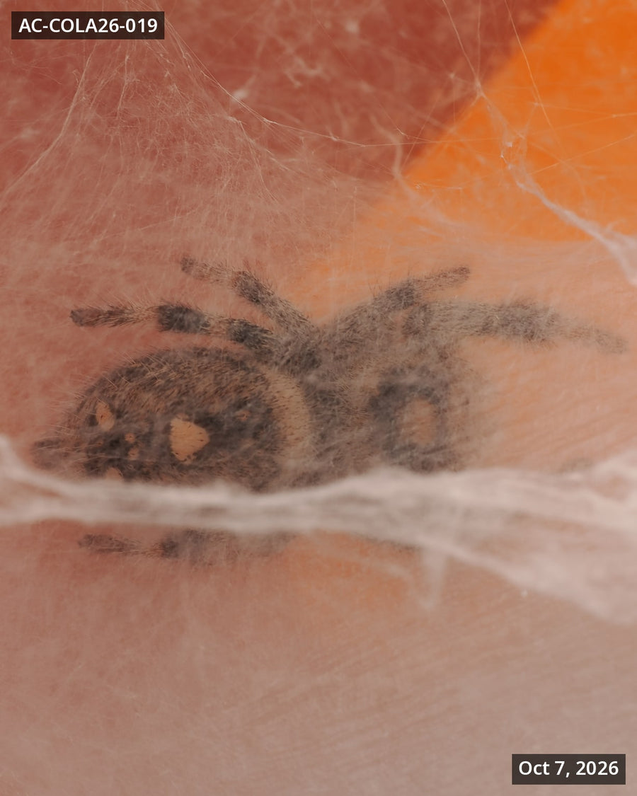 Royal (Phidippus regius) AC-COLA26-019 - Arthropods Canada