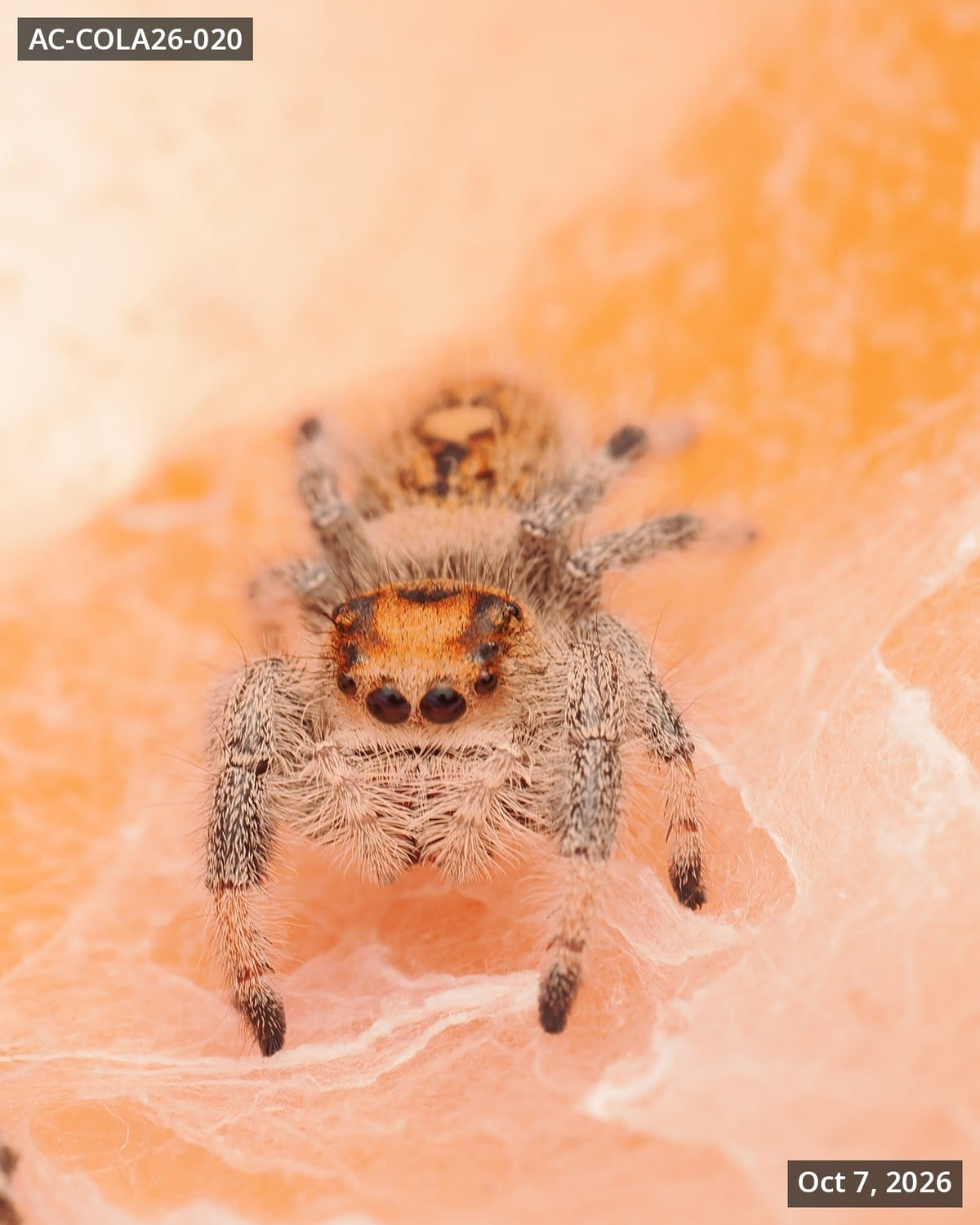 Royal (Phidippus regius) AC-COLA26-020 - Arthropods Canada
