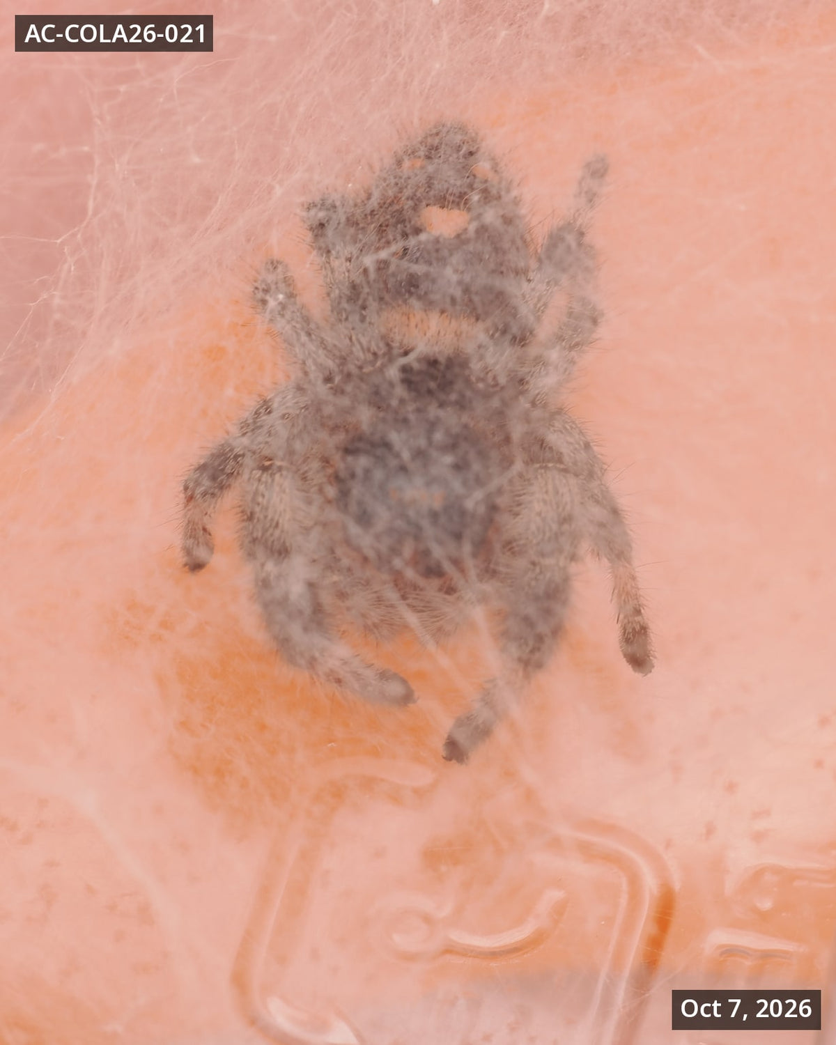 Royal (Phidippus regius) AC-COLA26-021 - Arthropods Canada